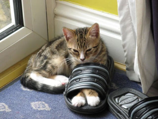 《【行业未来】2025年电竞的五大发展趋势》，电竞行业的未来走向