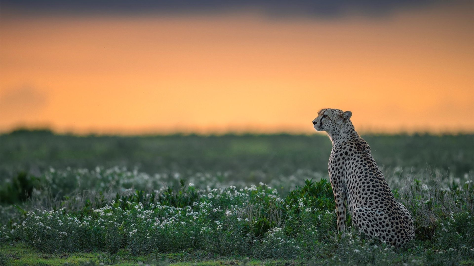 中国女篮提前锁定奥运参赛资格，激情无限，中国队女篮奥运会