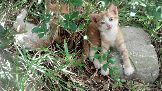 全球媒体聚焦:大型台球赛事点燃国际热情,台球国际比赛项目